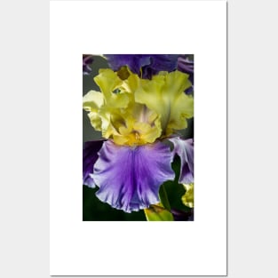 Garden Iris 2 Posters and Art